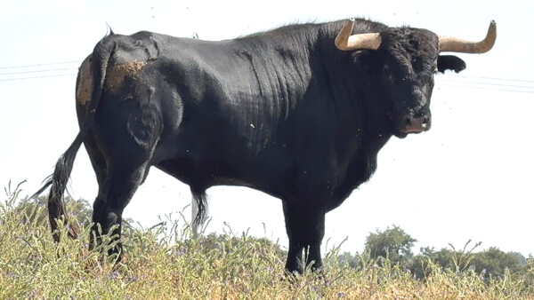 El Sierro 1. Feria Taurina Moralzarzal 2025