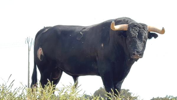 El Sierro 4. Feria Taurina Moralzarzal 2025
