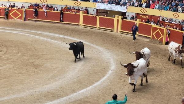 Fiestas Patronales de Moralzarzal 2025. Encierros