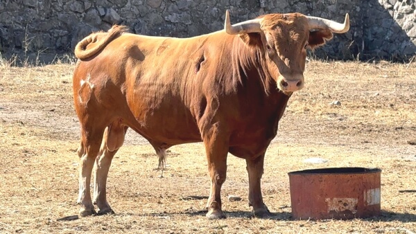 Hermanos González 3. Feria Taurina Moralzarzal 2025