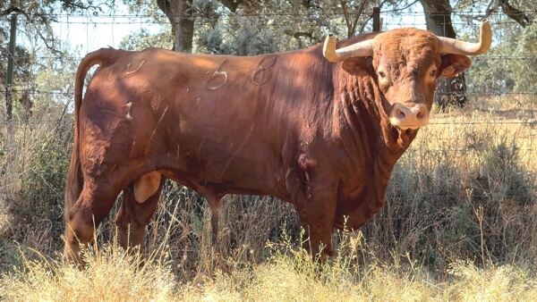 La Purísima 1. Feria Taurina Moralzarzal 2025
