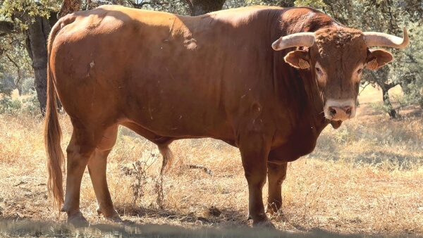 La Purísima 2. Feria Taurina Moralzarzal 2025