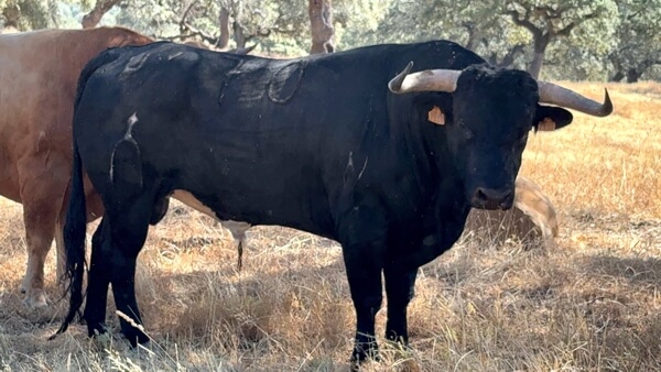 La Purísima 3. Feria Taurina Moralzarzal 2025