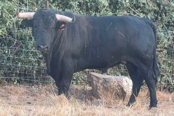 Adelaida 4