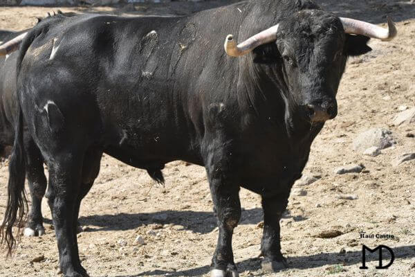 Montealto 2